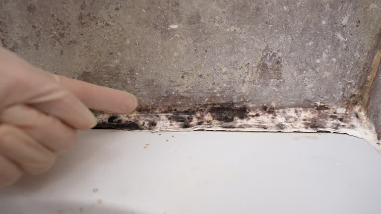 Best Environmental Consulting for Mold Prevention  in Como, WI